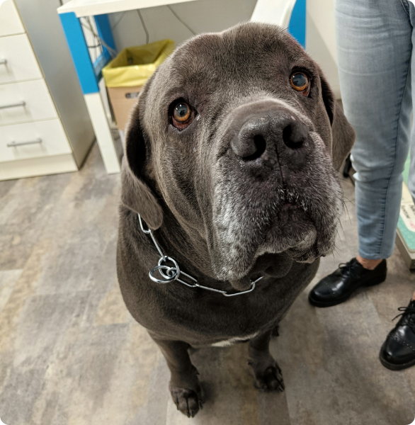 Un cane corso senior in attesa della visita di routine presso la Clinica Veterinaria Diana a Udine