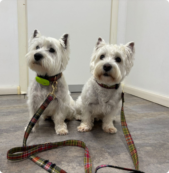Due West Highland White Terrier Una coppia di cani, West Highland White Terrier, presso la Clinica Veterinaria Diana a Reana del Rojale