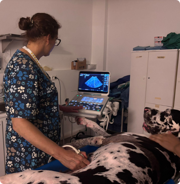 Una dottoressa veterinaria fa un'ecografia addominale ad un cane, presso la Clinica Veterinaria Diana a Reana del Rojale