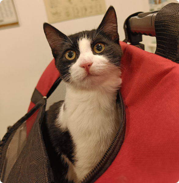 Un gatto bianco e nero spunta fuori dalla sua trasportina rossa, pronto per una visita veterinaria presso la Clinica Veterinaria Diana a Udine