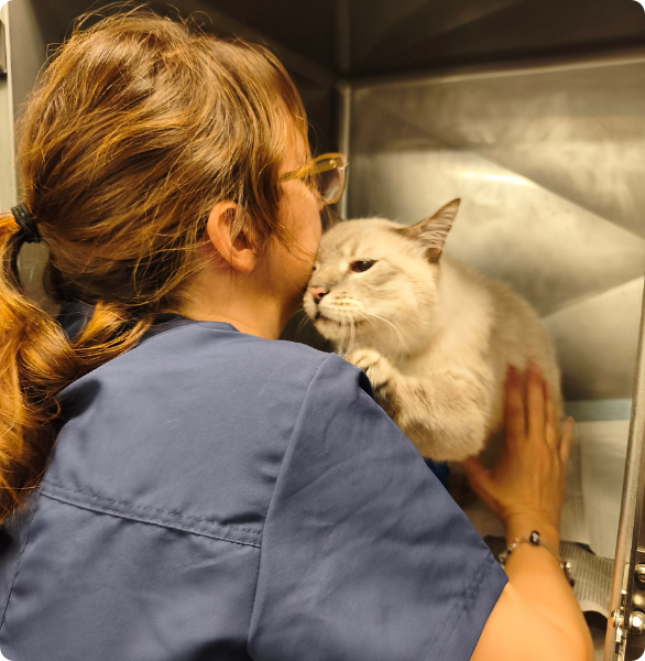 Un veterinario della Clinica Veterinaria Diana a Reana del Rojale controlla un gatto senior ricoverato in degenza