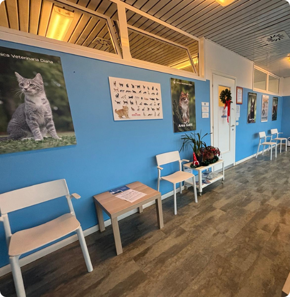 Vista panoramica della sala d'attesa per i gatti